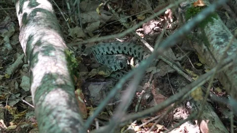 Snake on the hunt 動画素材 280298225