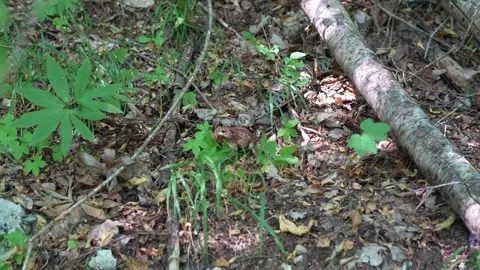 Snake on the hunt 動画素材 280298228