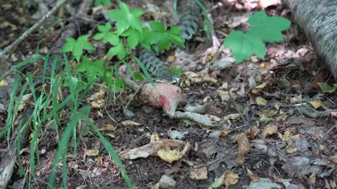 Snake on the hunt 動画素材 280298282