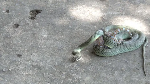 Snake hunter concept, Golden tree snake battle and kill geckos to food Stock Footage 96318411