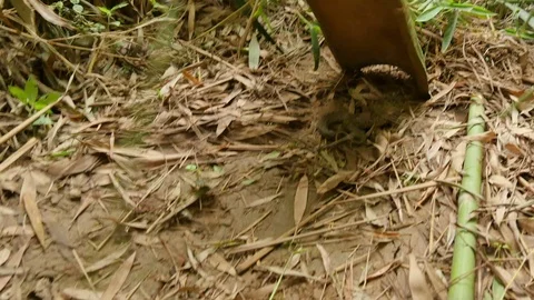 Snake Hunter Hunting Stock Footage 80556441