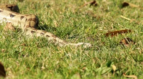 Snake Hunting HD Stock Footage 5645793