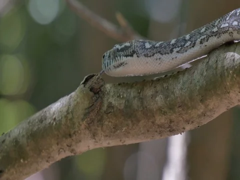 Snake hunting in lush rain forest environment - Diamond Python Stock Footage