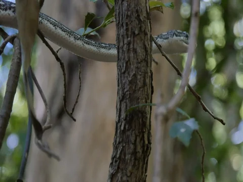 Snake hunting in lush rain forest environment - Diamond Python Stock Footage 74178730
