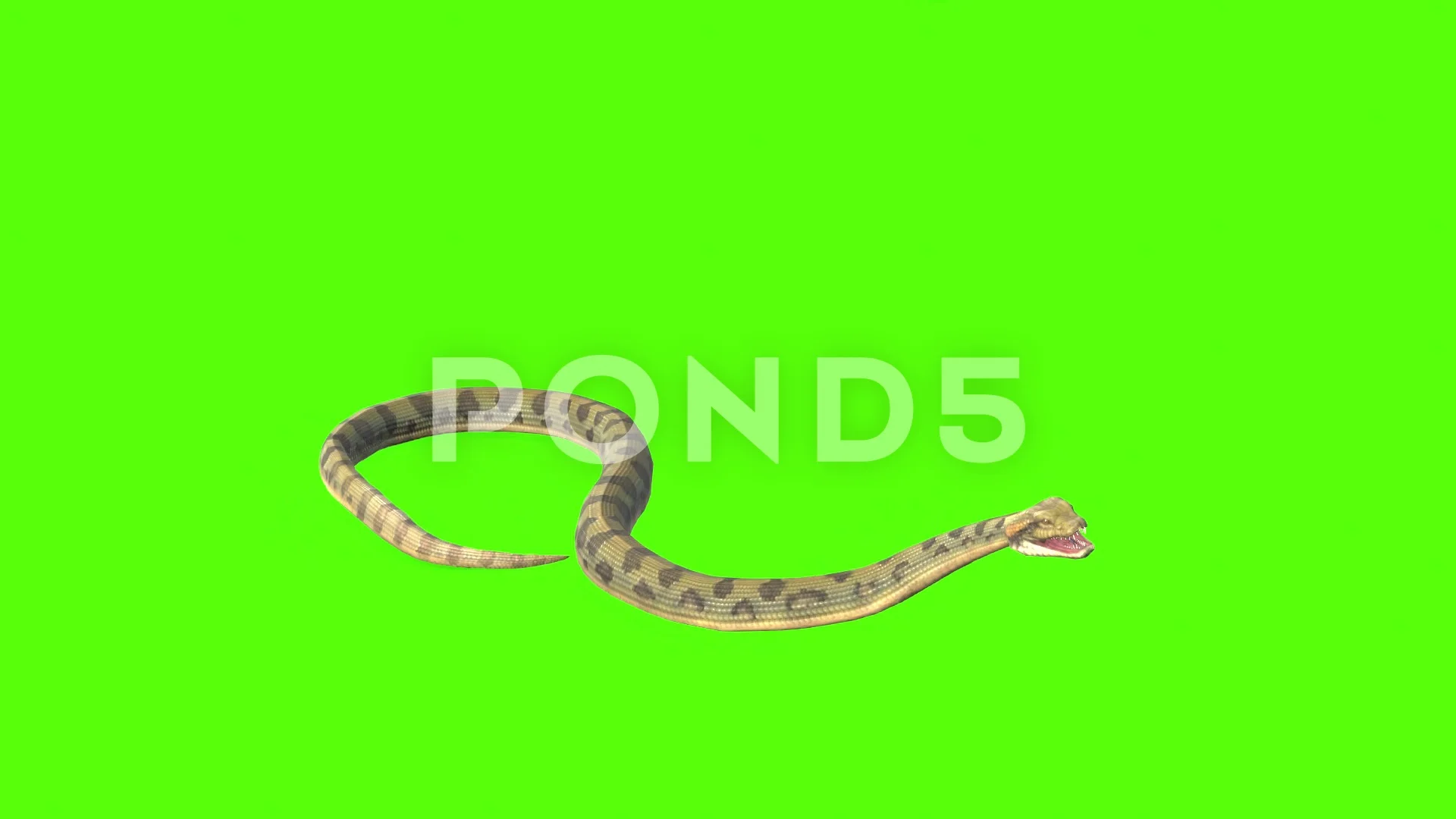 Water Snake Cartoon Porn Videos - Snake Green Screen Stock Footage ~ Royalty Free Stock Videos | Pond5