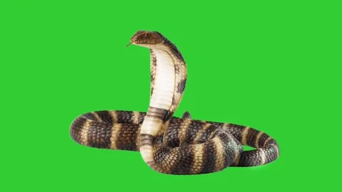 snake strike side view