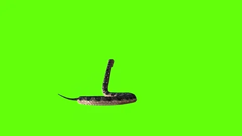 Snake idle stand green screen animation 3D rendering Stock Footage 282636090