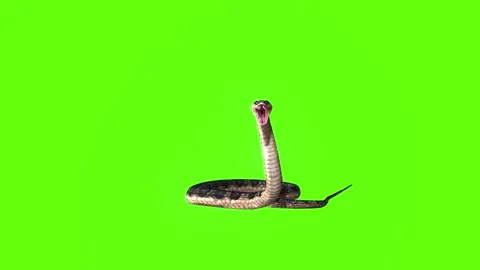 Snake idle stand green screen animation 3D rendering Stock Footage 282636091
