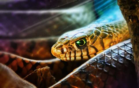 Snake Indian Stock Photos
