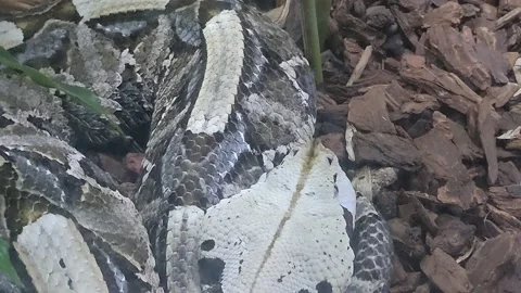 Snake Inside of Aquarium Stock Footage 165065937