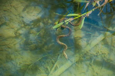 Snake inside a lake with fish Stock Photos