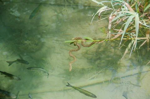Snake inside a lake with fish Stock Photos