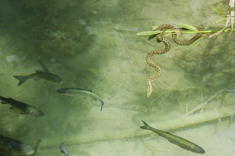Snake inside a lake with fish Stock Photos