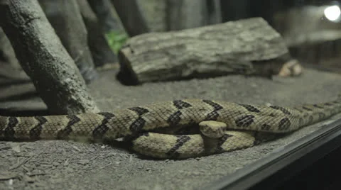 Snake inspects glass while propped over another coiled snake Stock Footage 24382801