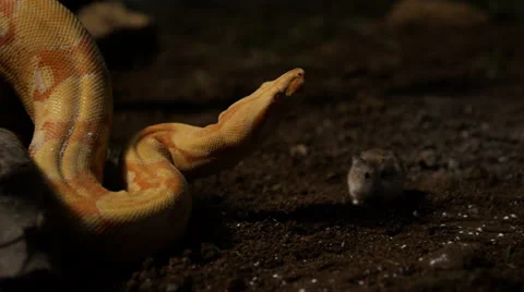 Snake interacting with mouse Stock Footage 24401489