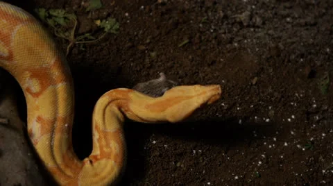 Snake interacting with a mouse in nature top shot Stock Footage 24402100