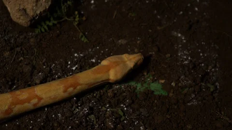 Snake interacting with mouse in nature, top shot Stock Footage 24407062