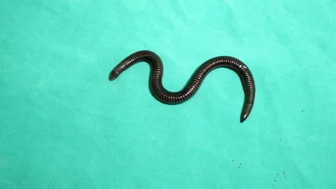 Snake isolated. Blind snake, worm snake, reptile. exotic veterinarian. wildlife Stock Footage 141200773