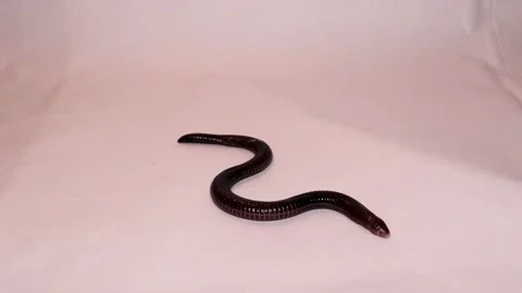 Snake isolated. Blind snake, worm snake, reptile. exotic veterinarian. wildlife Stock Footage 141798452