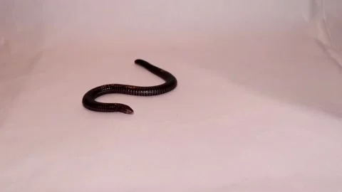 Snake isolated. Blind snake, worm snake, reptile. exotic veterinarian. wildlife Stock Footage 141800674