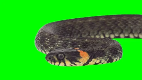 Snake isolated on green background screen Video stock 332494738