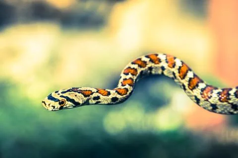 Snake isolated on green Stock Photos
