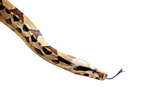 Snake isolated on white background Stock-Fotos