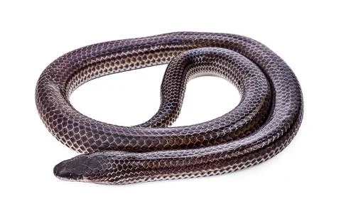 Snake isolated on white background 库存照片
