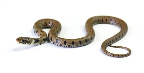 Snake isolated on a white background Photos