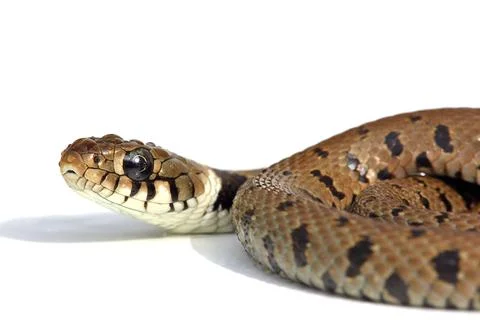 Snake isolated on a white background Photos