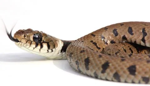 Snake isolated on a white background Stock Photos