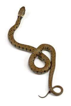 Snake isolated on a white background Stock Photos
