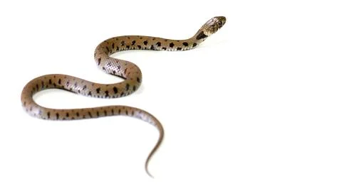 Snake isolated on a white background Stock Photos