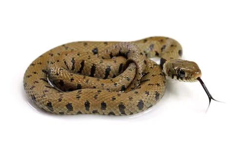 Snake isolated on a white background Photos