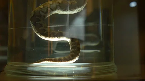 Snake in Jar at Lab Stock-Footage 62104619