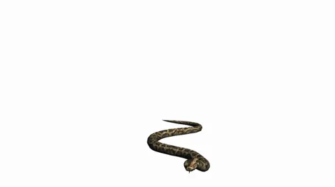 Snake &amp; jungle carpet python attack,sliding decorative non venomous,wild animal Stock Footage 37880370