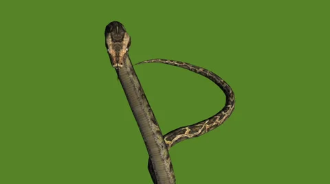 Snake &amp; jungle carpet python attack,sliding decorative non venomous,wild animal Stock Footage 37880387