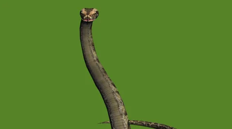 Snake &amp; jungle carpet python attack,sliding decorative non venomous,wild animal Stock Footage 37880517