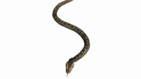 Snake &amp; jungle carpet python attack,sliding decorative non venomous,wild animal Stock Footage 37880545