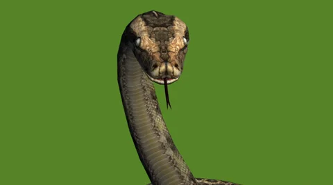 Snake &amp; jungle carpet python attack,sliding decorative non venomous,wild animal Stock Footage 37880676