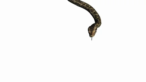 Snake &amp; jungle carpet python attack,sliding decorative non venomous,wild animal Stock Footage 37880752
