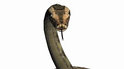 Snake &amp; jungle carpet python attack,sliding decorative non venomous,wild animal Stock Footage 37880912