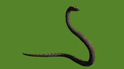Snake &amp; jungle carpet python attack,sliding decorative non venomous,wild animal Stock Footage 37880916