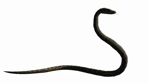Snake &amp; jungle carpet python attack,sliding decorative non venomous,wild animal Stock Footage 37881196