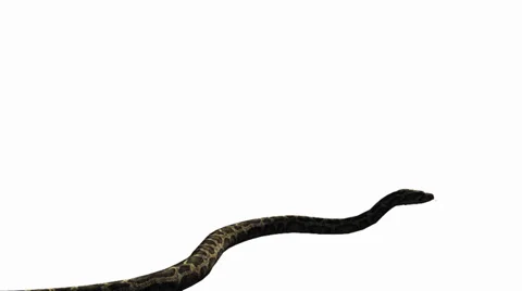 Snake &amp; jungle carpet python attack,sliding decorative non venomous,wild animal Stock Footage 37881658