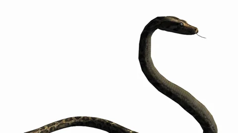 Snake &amp; jungle carpet python attack,sliding decorative non venomous,wild animal Stock Footage 37881857