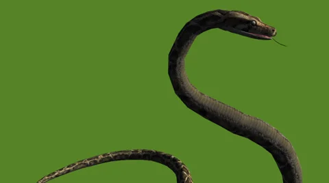 Snake &amp; jungle carpet python attack,sliding decorative non venomous,wild animal Stock Footage 37881993