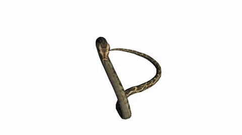 Snake &amp; jungle carpet python attack,sliding decorative non venomous,wild animal Stock Footage 37882059