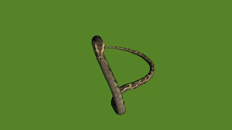 Snake &amp; jungle carpet python attack,sliding decorative non venomous,wild animal Stock Footage 37882126