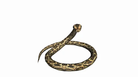 Snake &amp; jungle carpet python attack,sliding decorative non venomous,wild animal Stock Footage 37964295